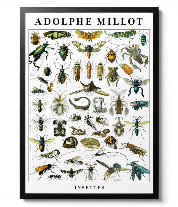 Insects - Adolphe Millot