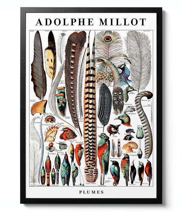 Feathers - Adolphe Millot