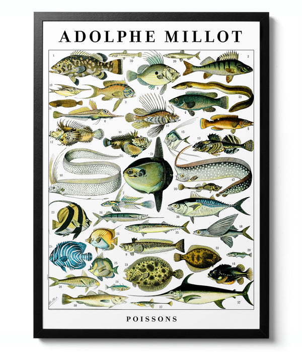 Fish - Adolphe Millot