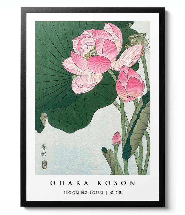 Blooming Lotus - Ohara Koson