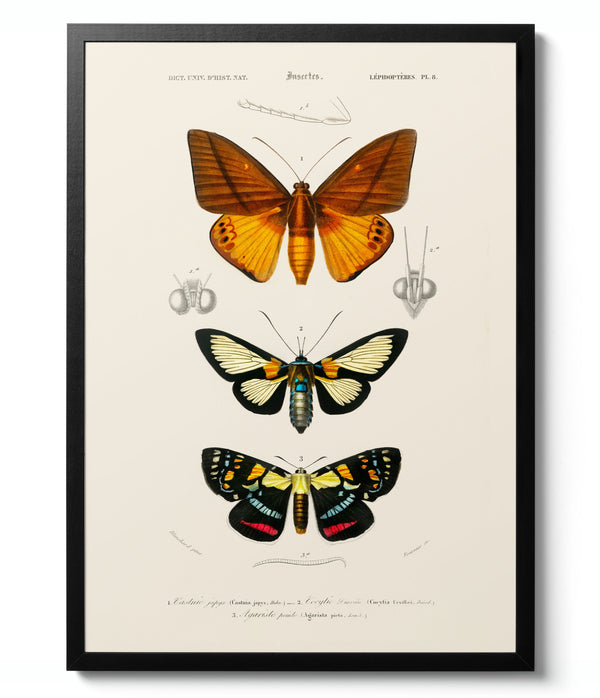 Butterflies & Moths - Charles D'Orbigny