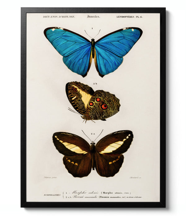 Butterflies, Blue  - Charles D'Orbigny