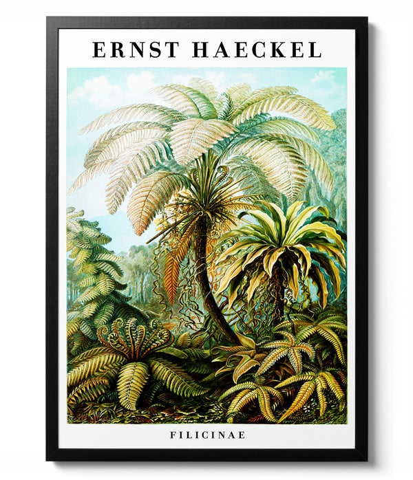 Ferns - Ernst Haeckel