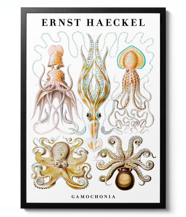 Cephalopods, Squid & Octopus - Ernst Haeckel