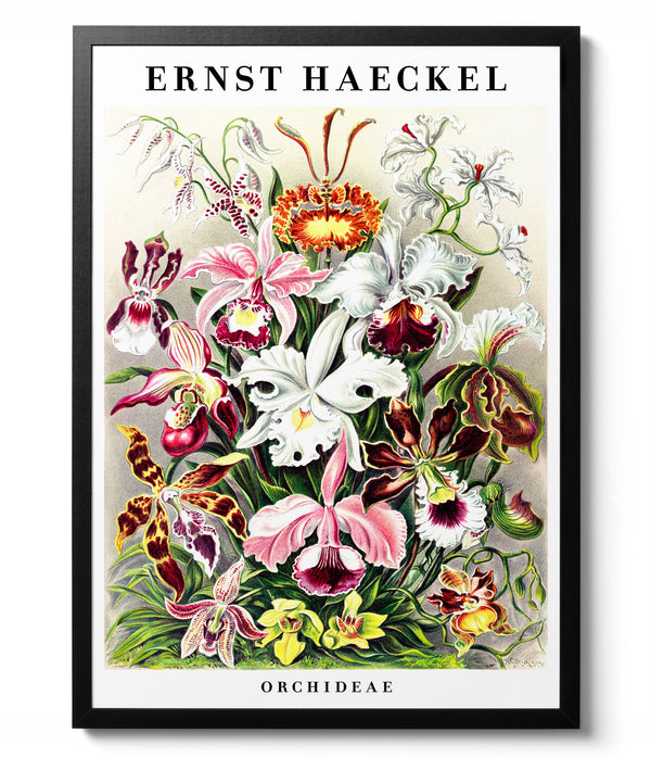 Orchids - Ernst Haeckel