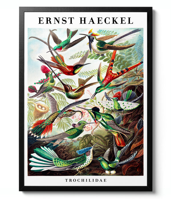 Hummingbirds - Ernst Haeckel