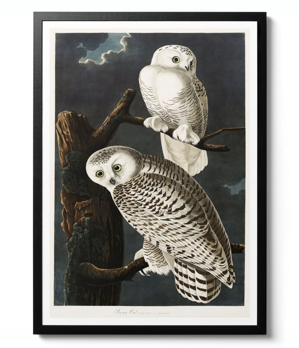 Snowy Owls - John James Audubon