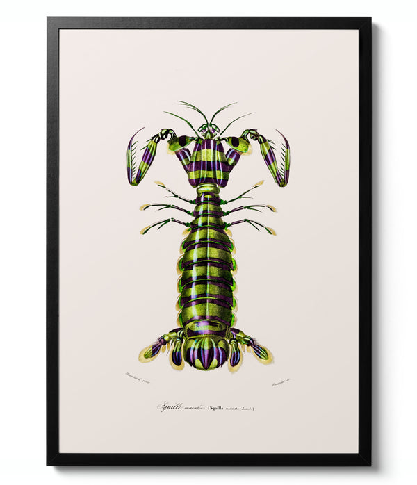Mantis Shrimp - Charles D'Orbigny