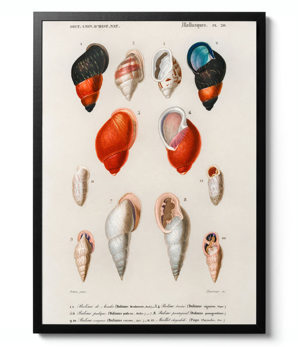 Mollusks - Charles D'Orbigny