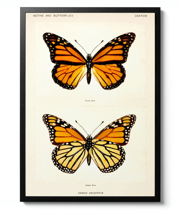 Monarch Butterfly - Sherman F. Denton