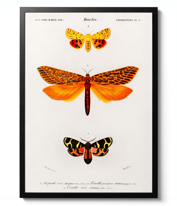 Moths - Charles D'Orbigny