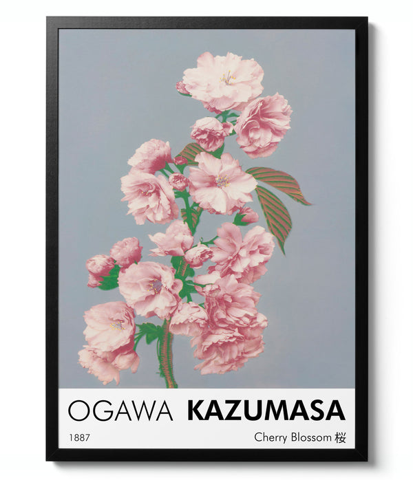 Cherry Blossom - Ogawa Kazumasa
