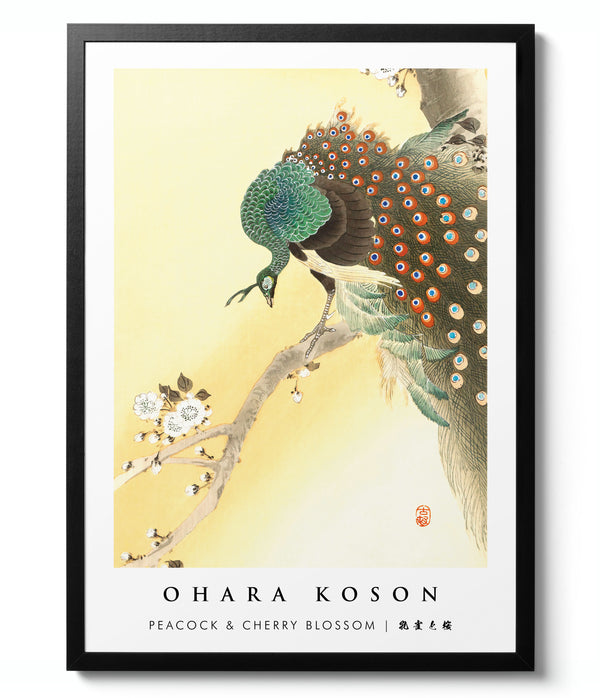 Peacock & Cherry Blossom - Ohara Koson