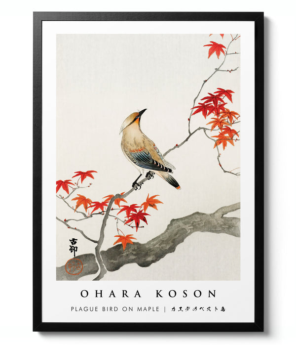 Plague Bird on Maple - Ohara Koson