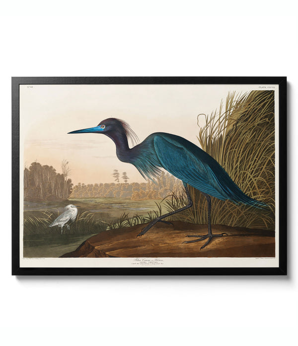 Blue Crane - John James Audubon