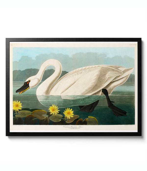 Common American Swan - John James Audubon