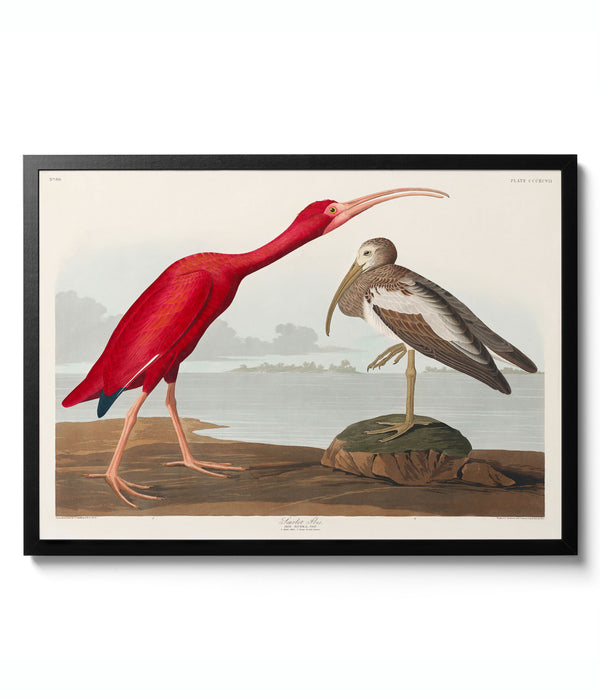 Scarlett Ibis - John James Audubon