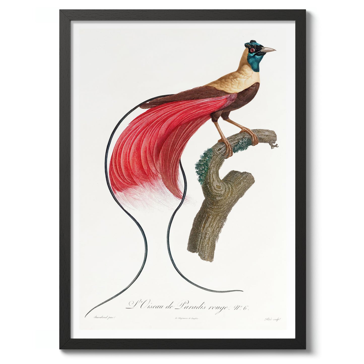 Red Bird of Paradise