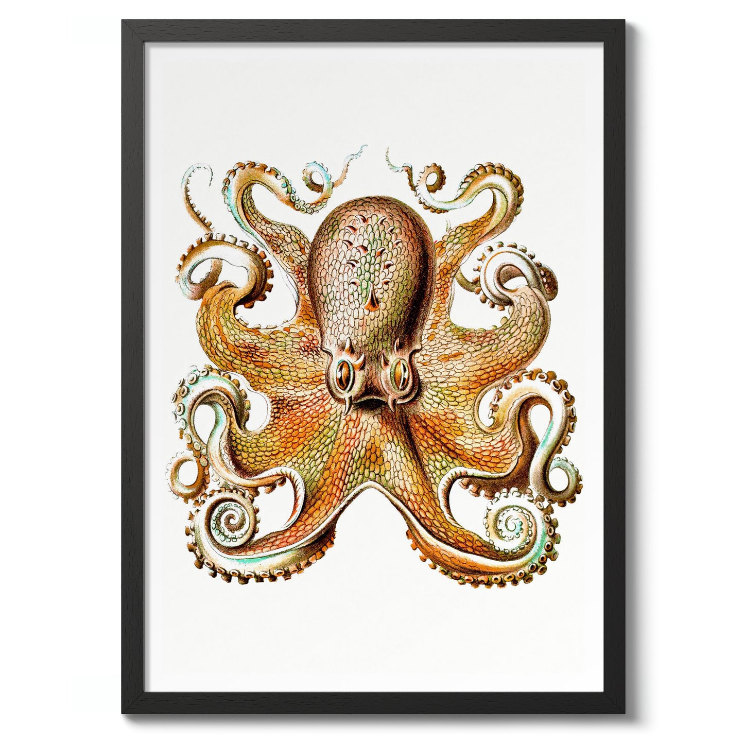 Oktopus