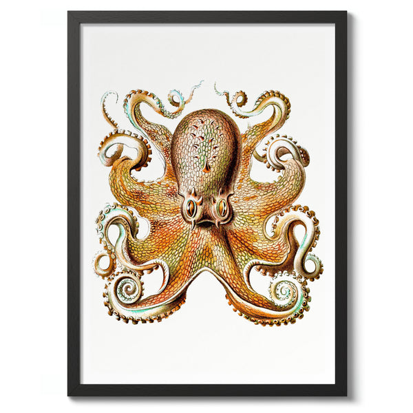 Octopus