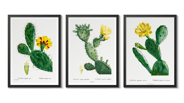 Studies of Cacti