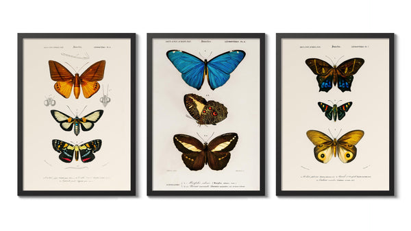 Naturalist Butterflies