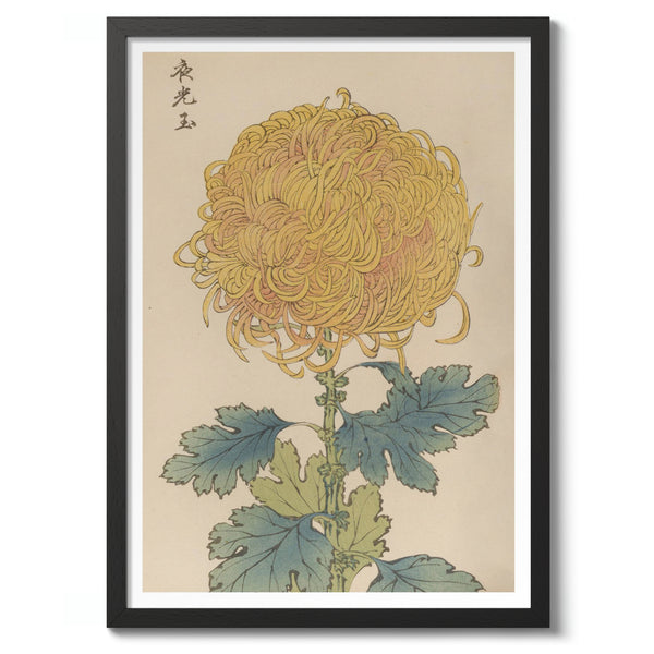 Golden Yellow Chrysanthemum