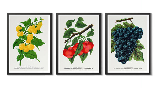 Naturalist Berries Collection