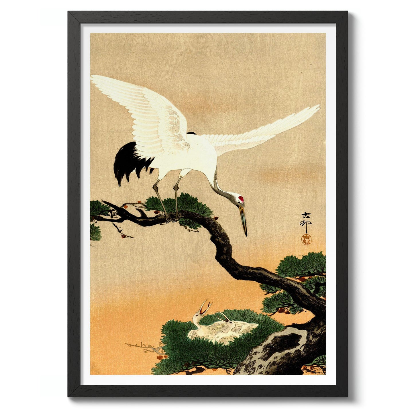 Kraan voedt haar kuikens