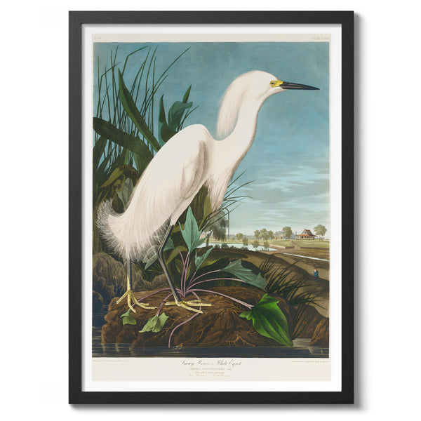 Snowy Heron