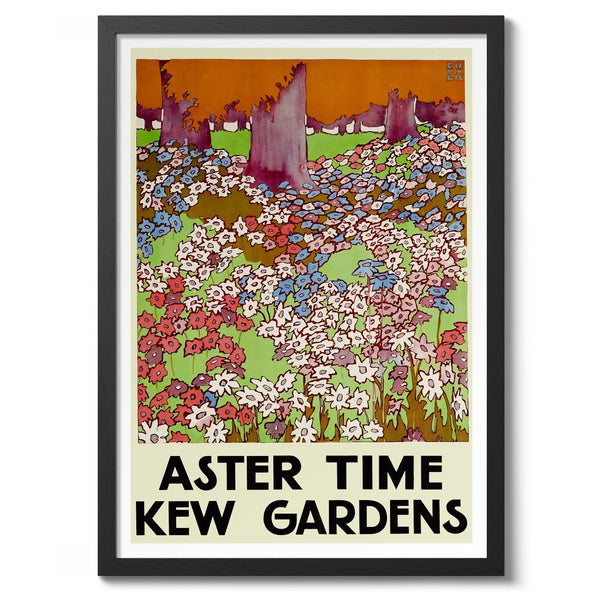 Aster Time, Kew Gardens