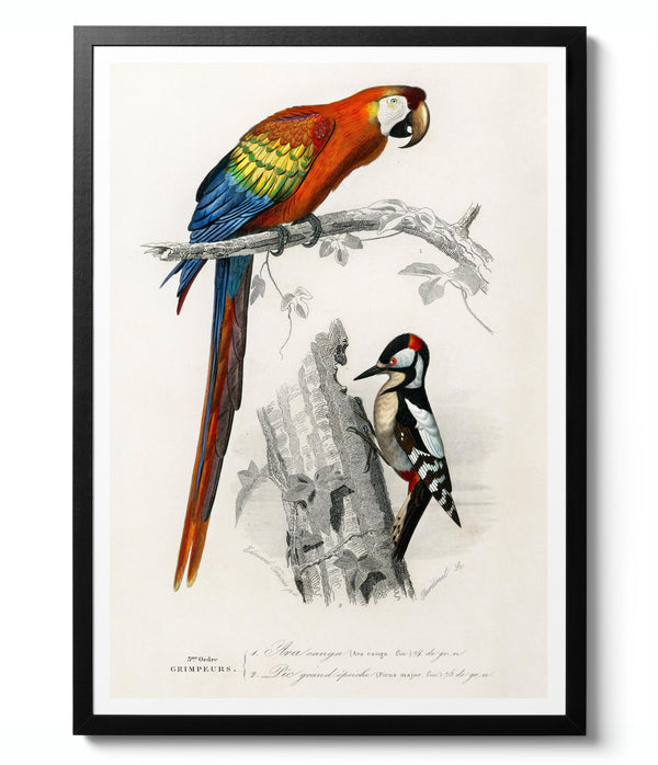 Parrot & Woodpecker