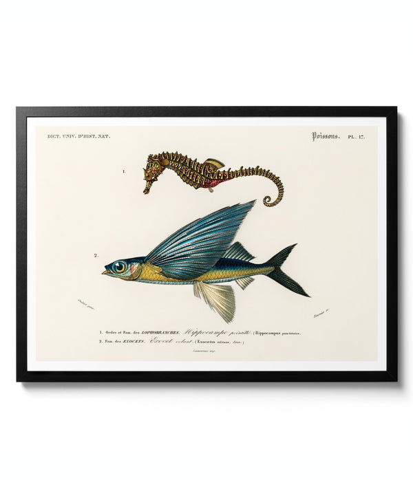 Seahorse & Flying Fish