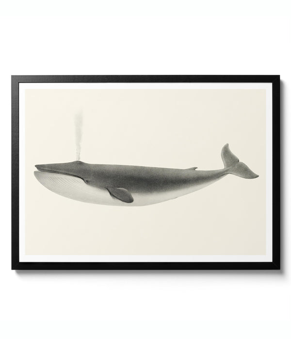 Sulphurbottom Whale