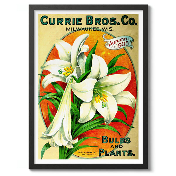 Bulbs and Plants