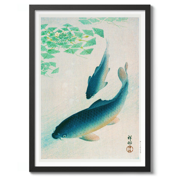 Blue Koi Fish