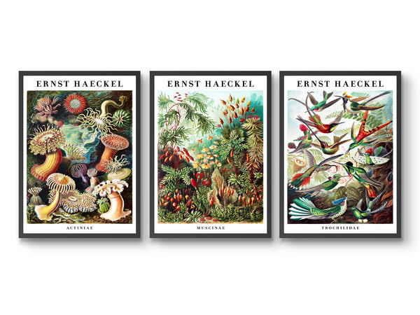 Ernst Haeckel - Set of 3