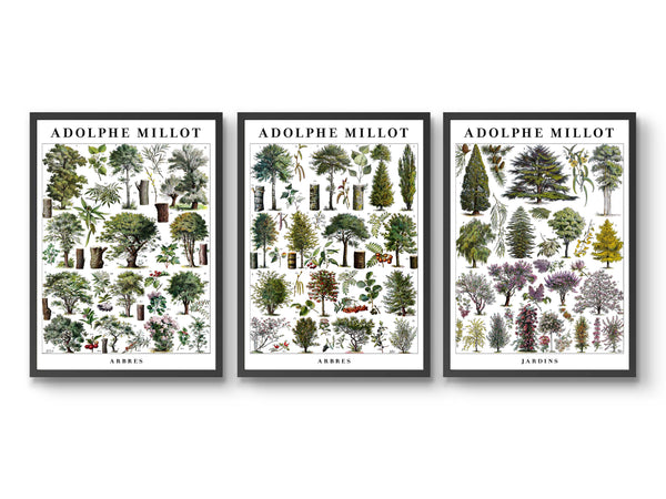 Adolphe Millot Trees - Set of 3