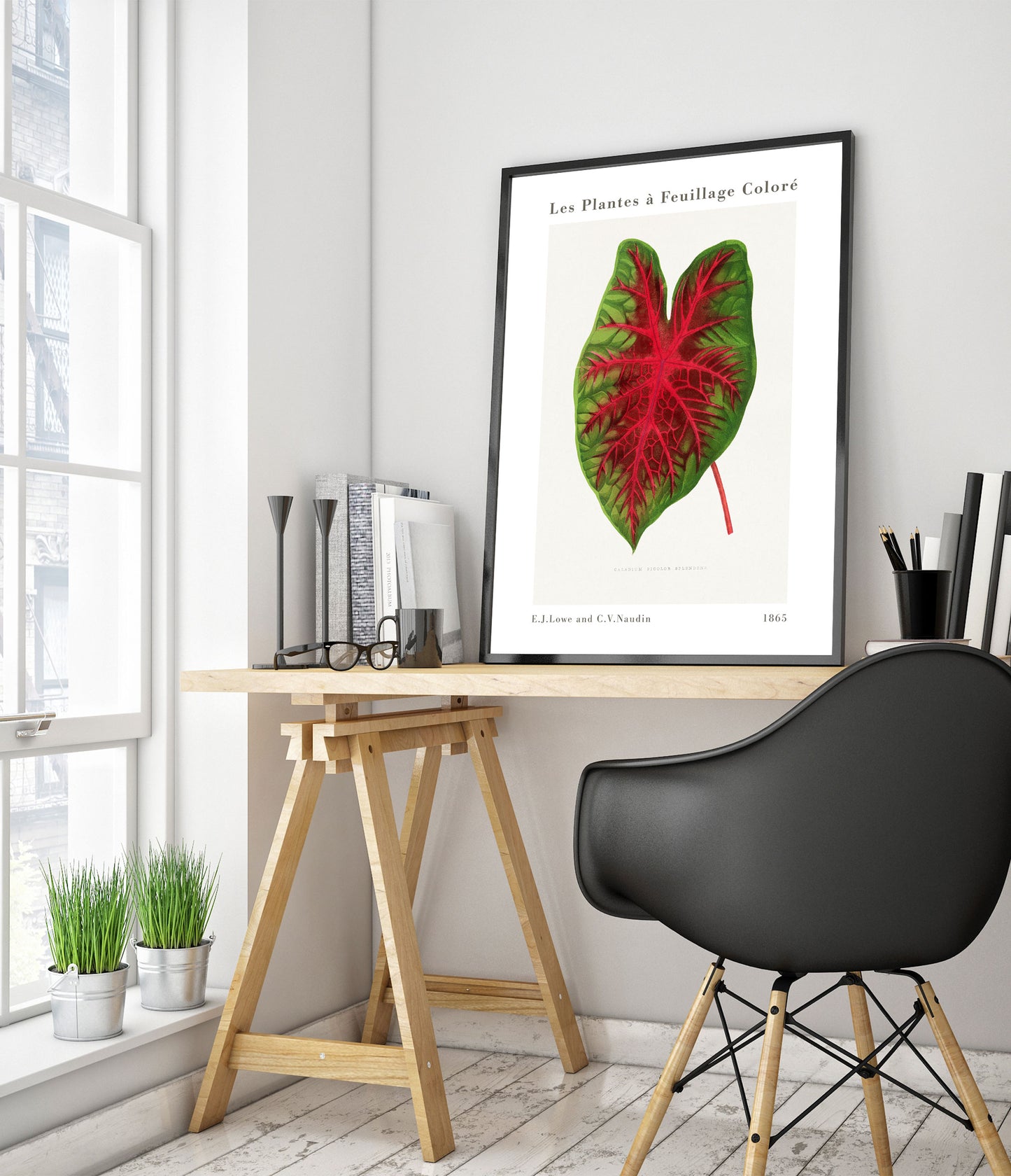 Caladium Bicolor Splendens