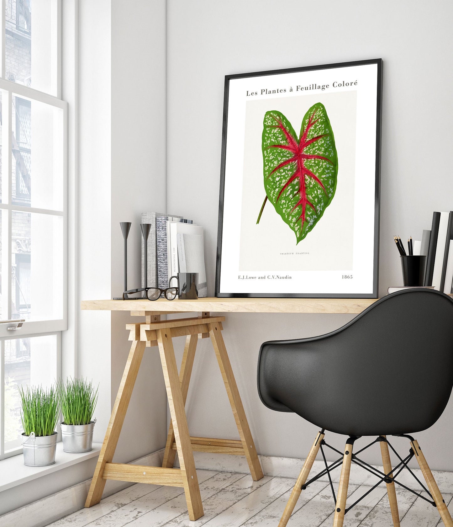 Groene Caladium Chantini