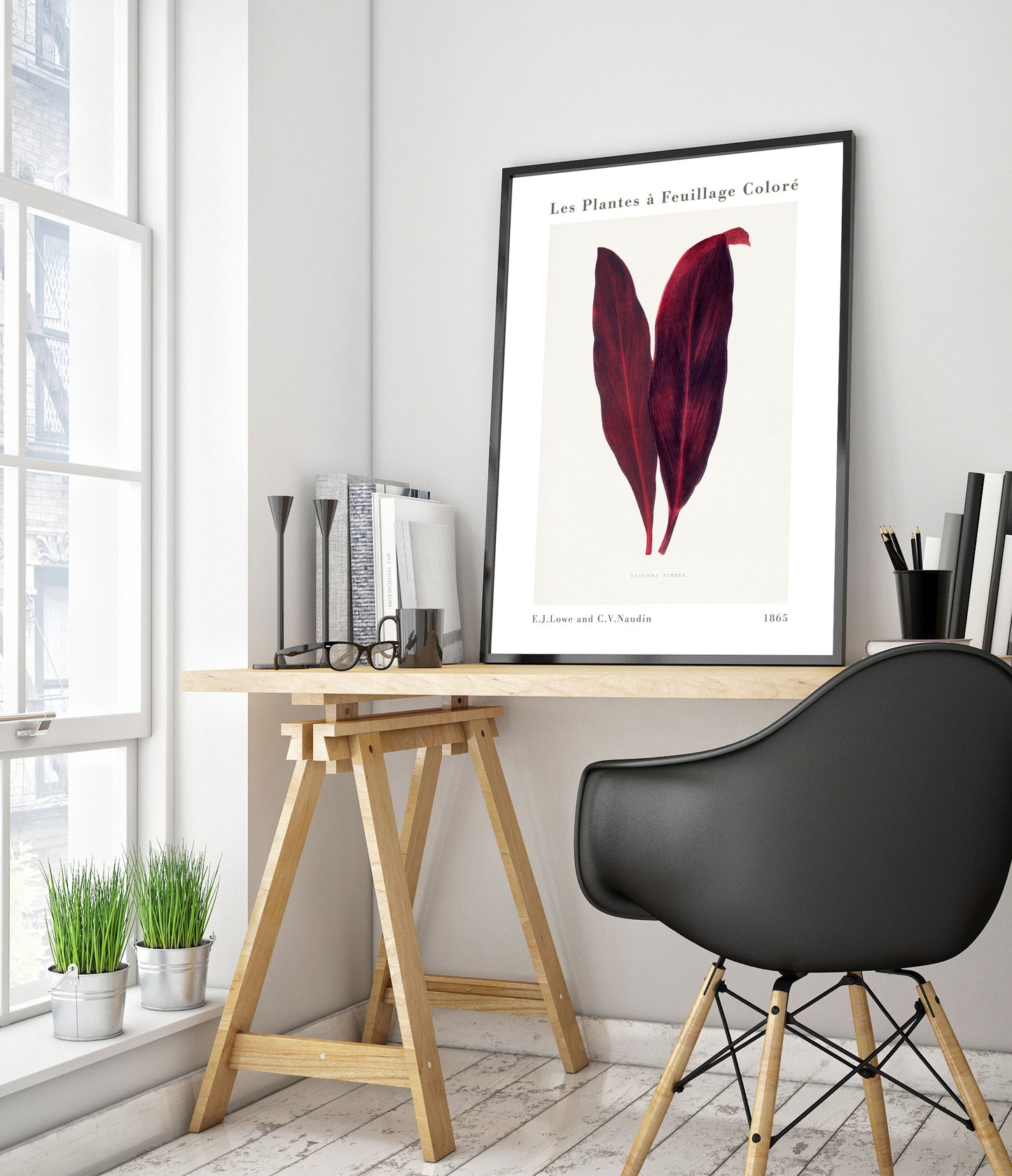 Roze Dracaena Ferrea