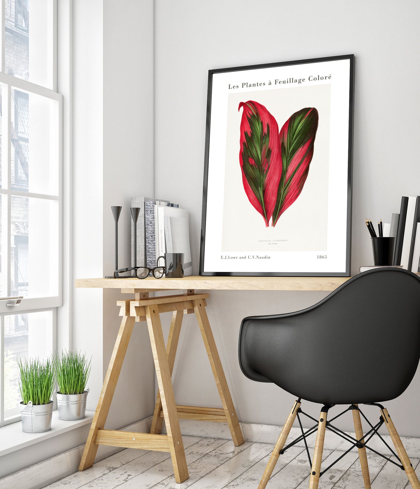 Roze Dracaena Terminalis