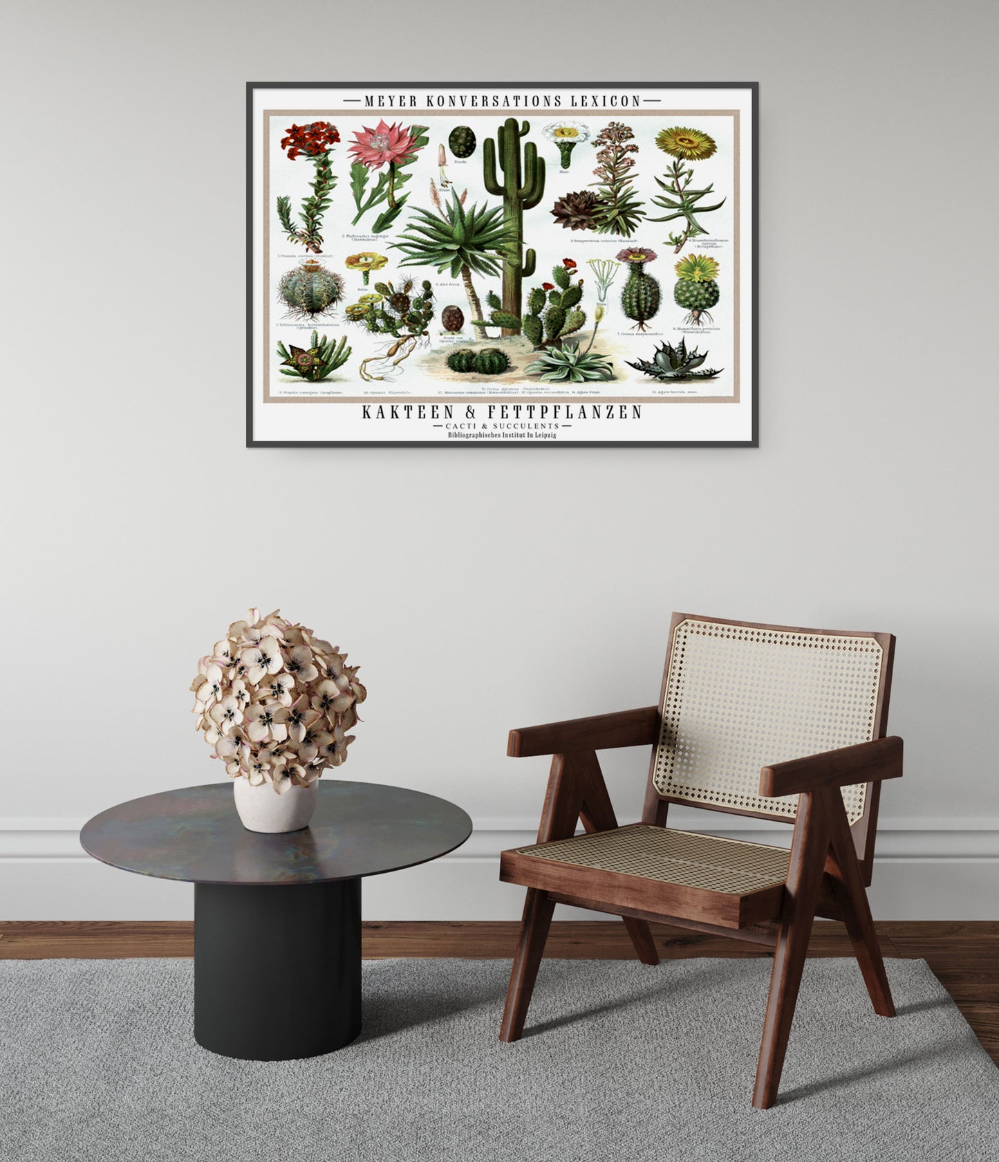 Cactus et plantes succulentes