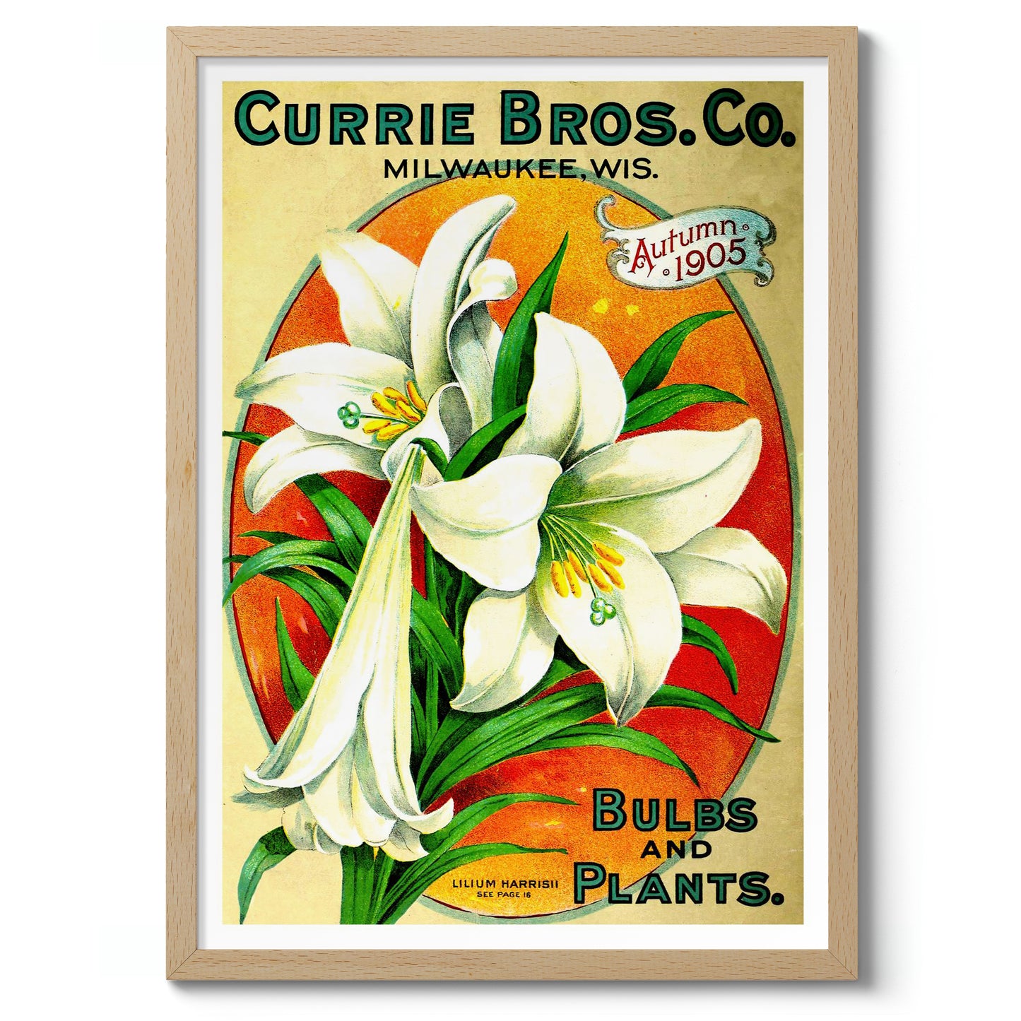 Bulbs and Plants