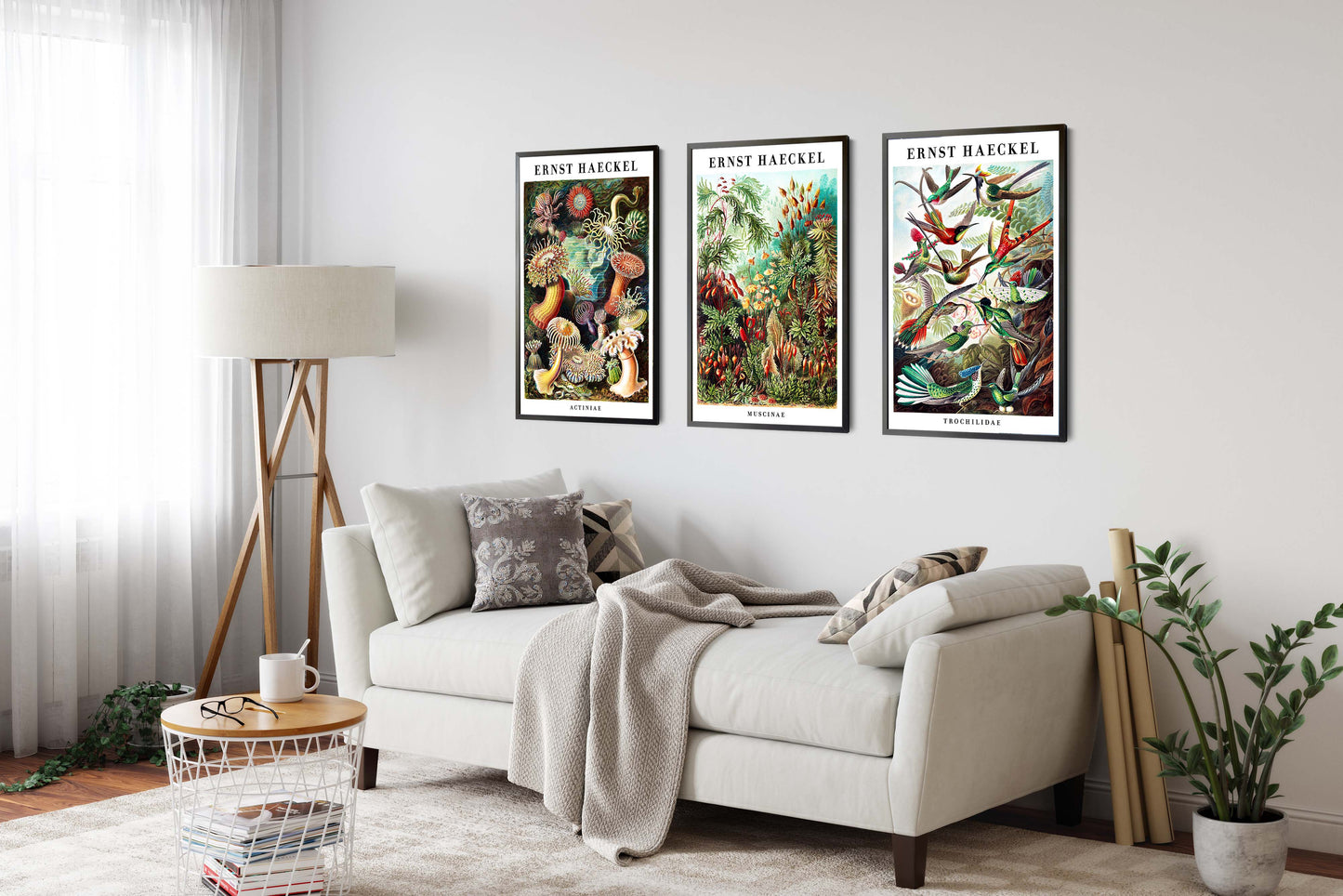 Ernst Haeckel - Set om 3