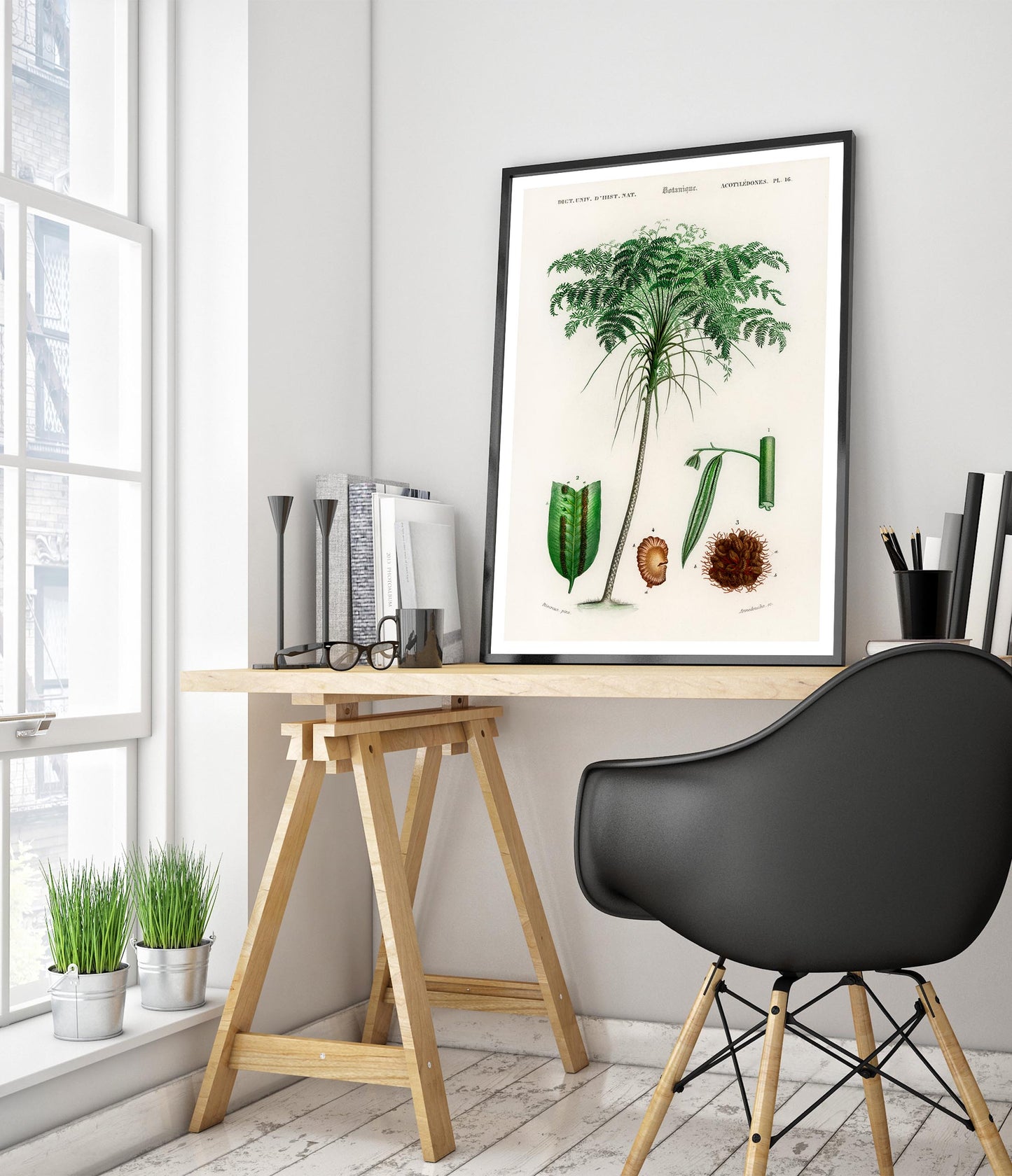 Trichipteris Excelsao