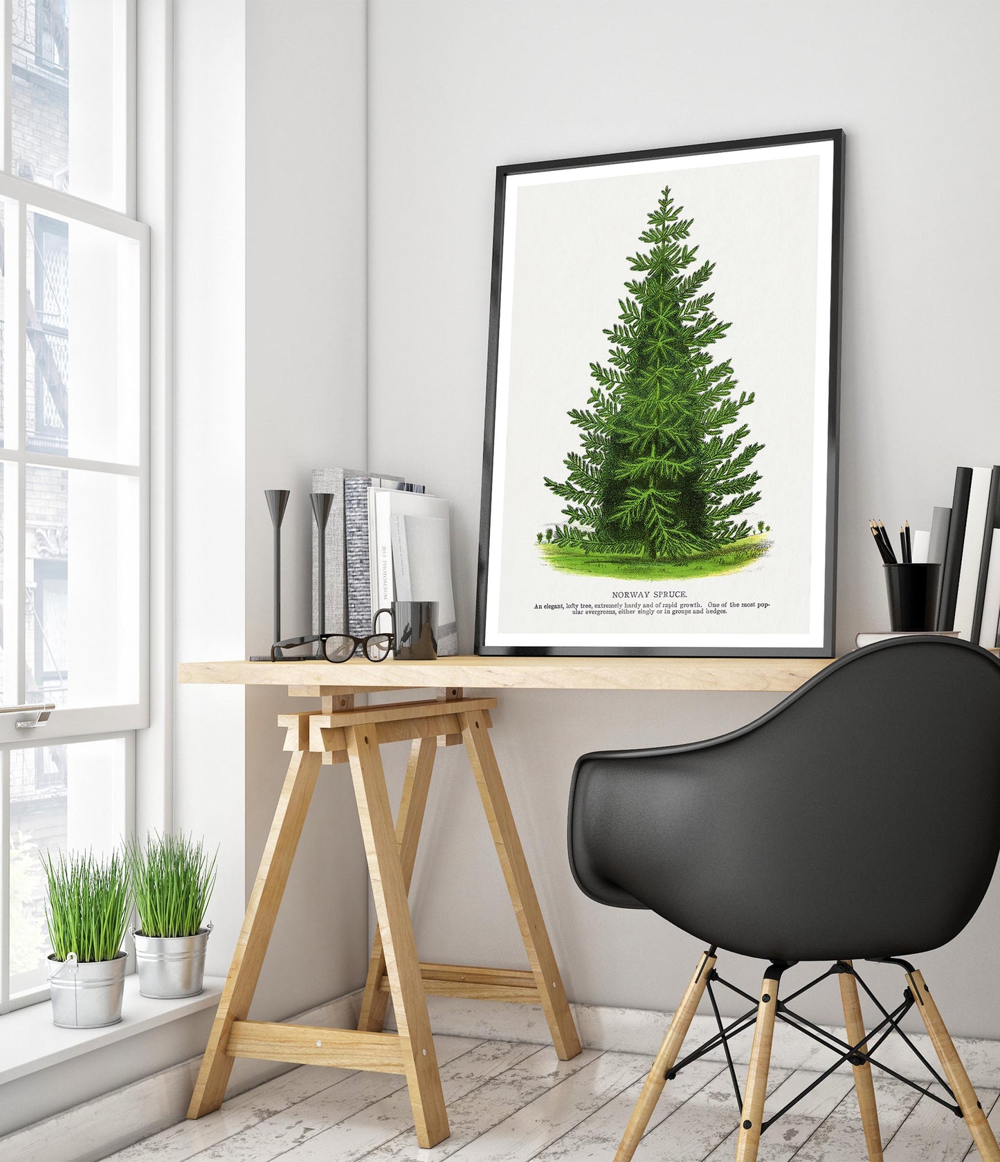 Norway Spruce
