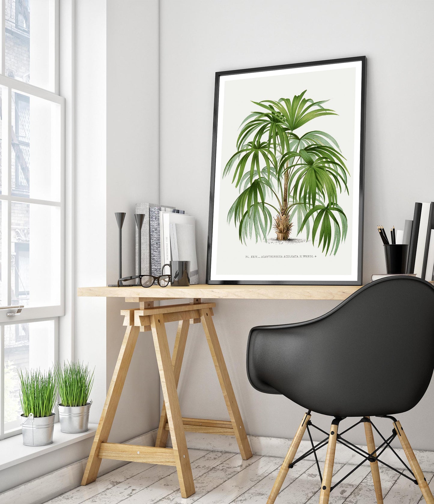 Acanthorhiza Aculeata