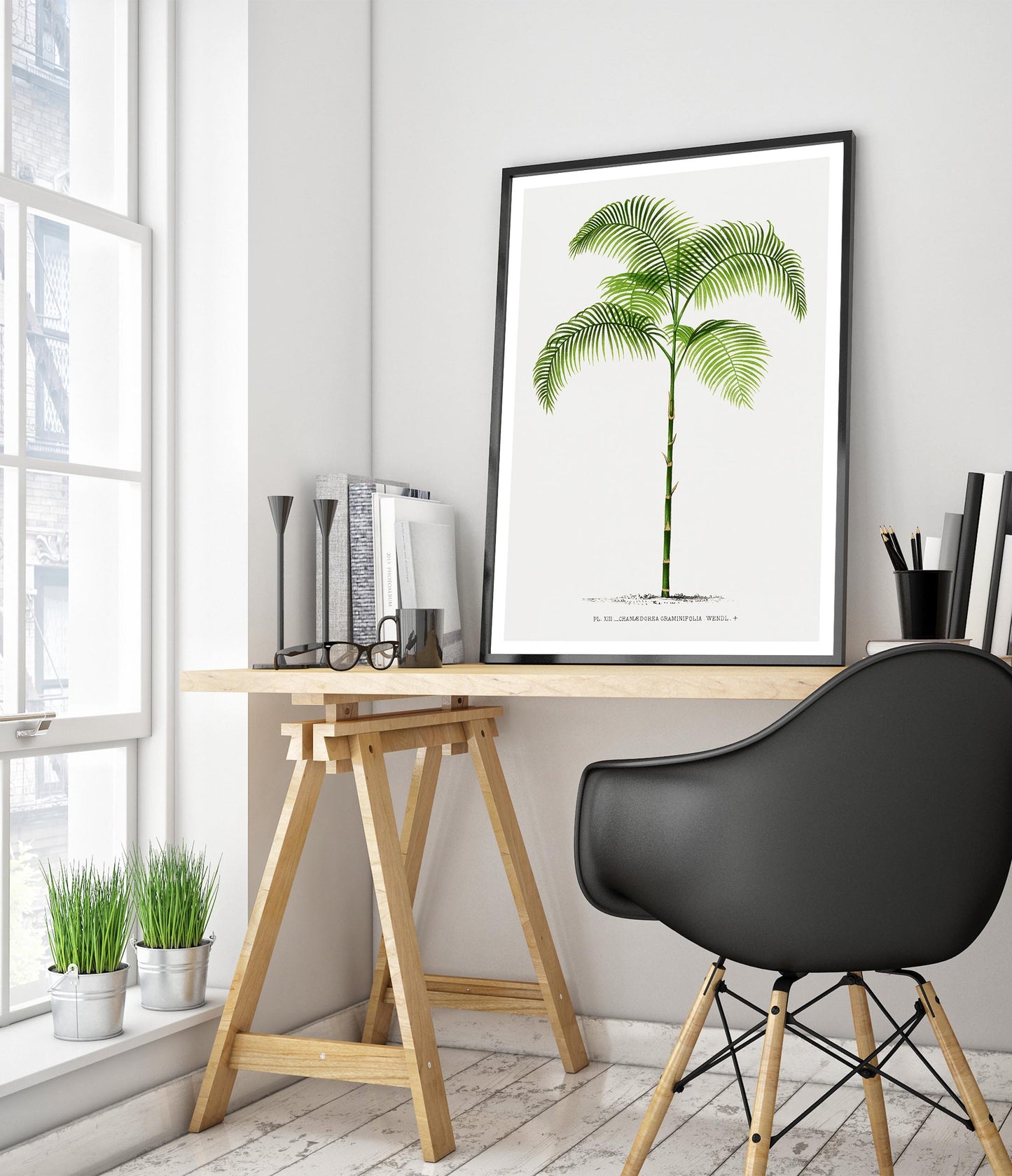 Chamaedorea Craminifolia