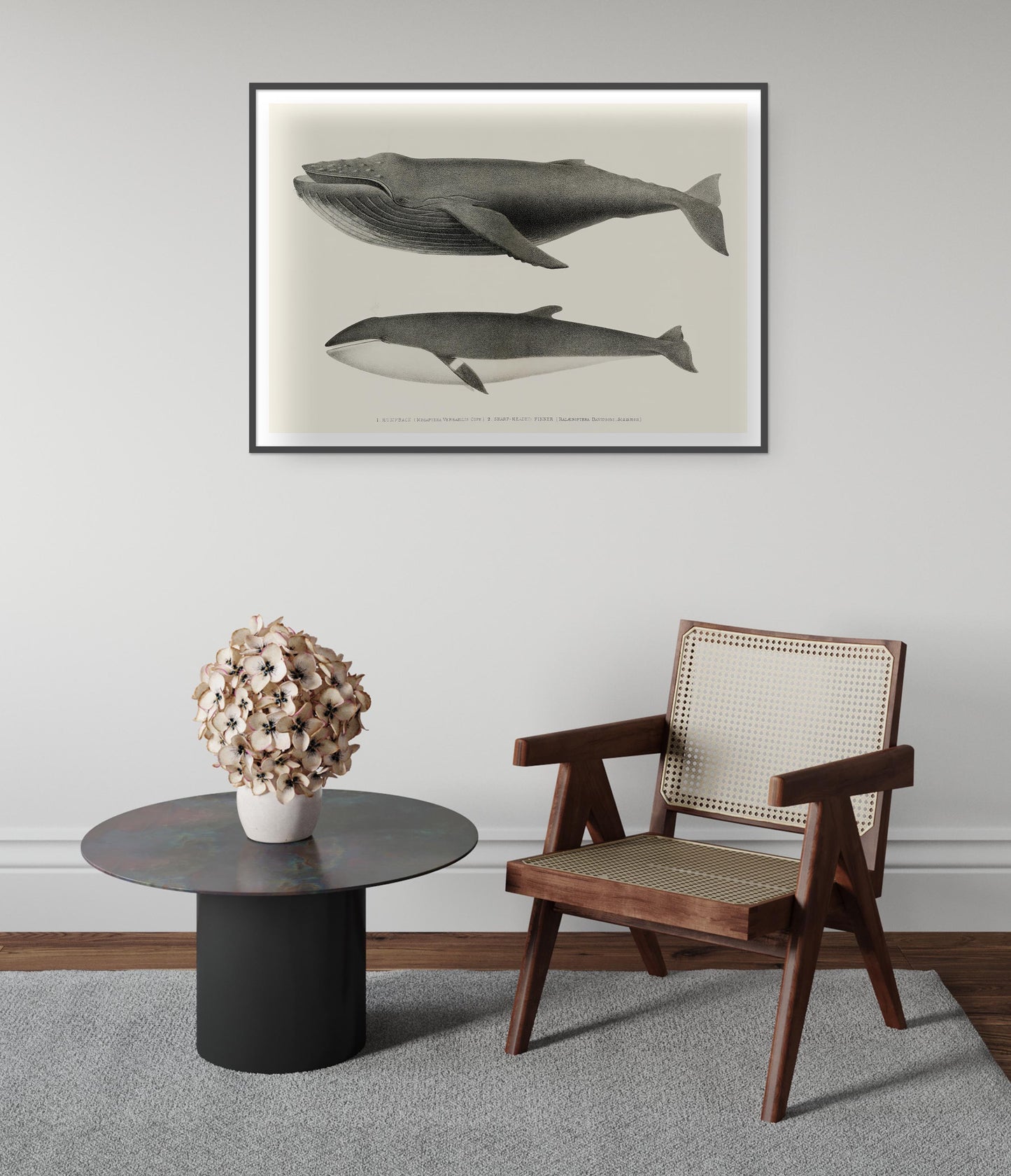 Humpback & Sharp Headed Finner Whales